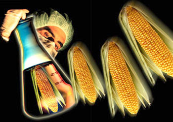 Perché all'Italia servono gli Ogm 