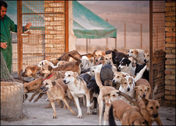 Vita da cani in Iran