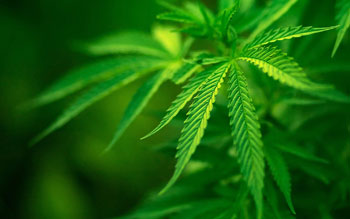 Legalizzare la cannabis   si può, lo dice la Dna 
