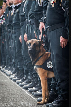 Il cane Diesel alla guerra delle parole 