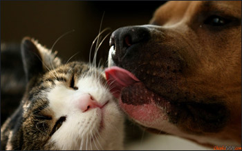 Gli animali d’affezione   sono impignorabili 
