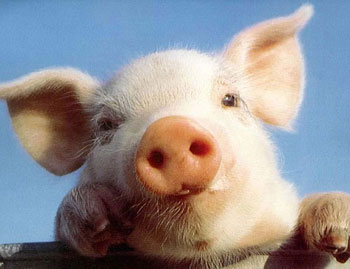 Imu, Porcellum e leggi su sindacati e partiti 