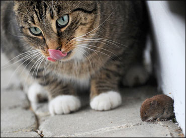 Bersani il miglior alleato di Grillo 