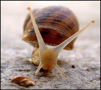 Giustizia-lumaca e cittadini vittime 