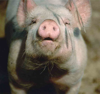 Porcellum arrosto Buon appetito! 