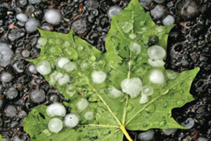 Il solito masochismo della sinistra 