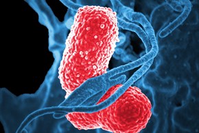 Combattere i batteri cattivi con quelli buoni: inizia l’Era post-antibiotica