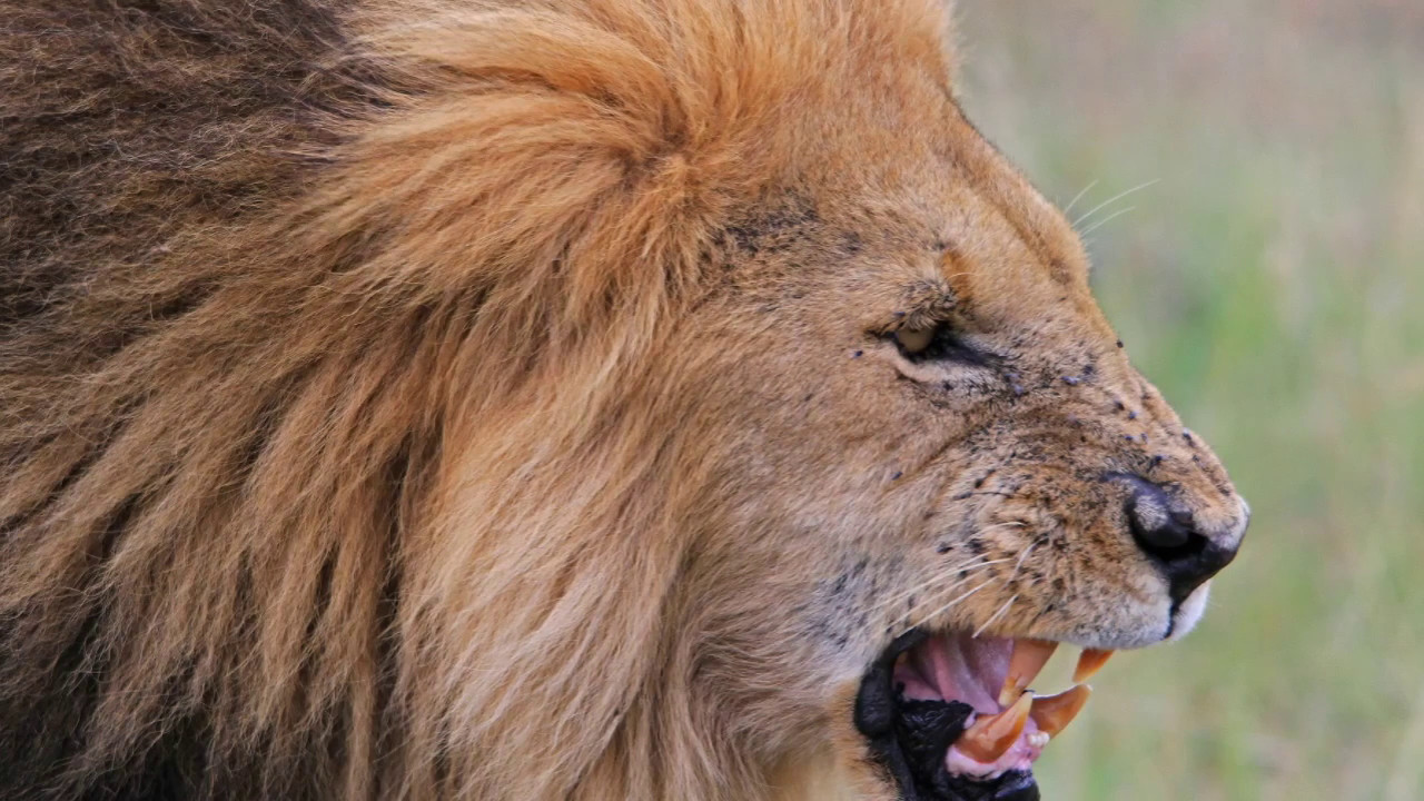I leoni da tastiera nella giungla della Rete