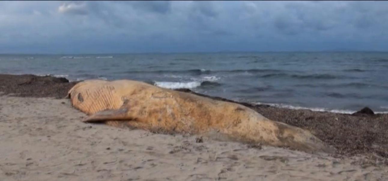 Sassari: balena spiaggiata, si è spezzato lo scheletro di “Moby Dick”