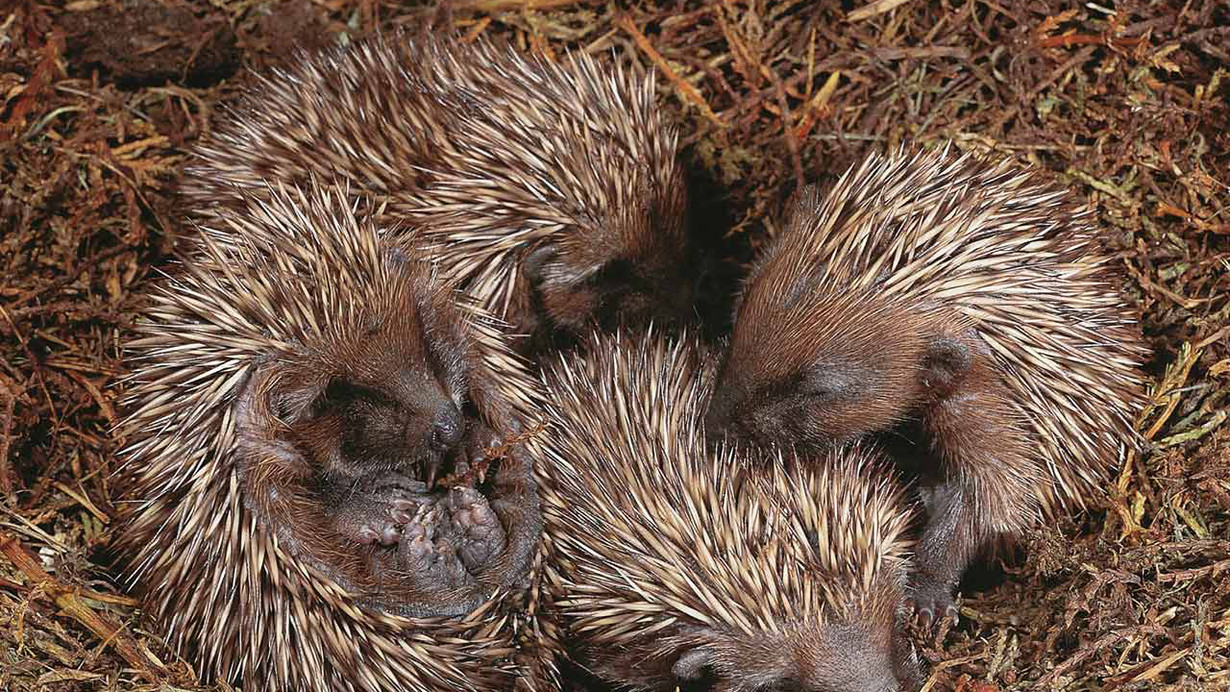 Il Governo dei porcospini