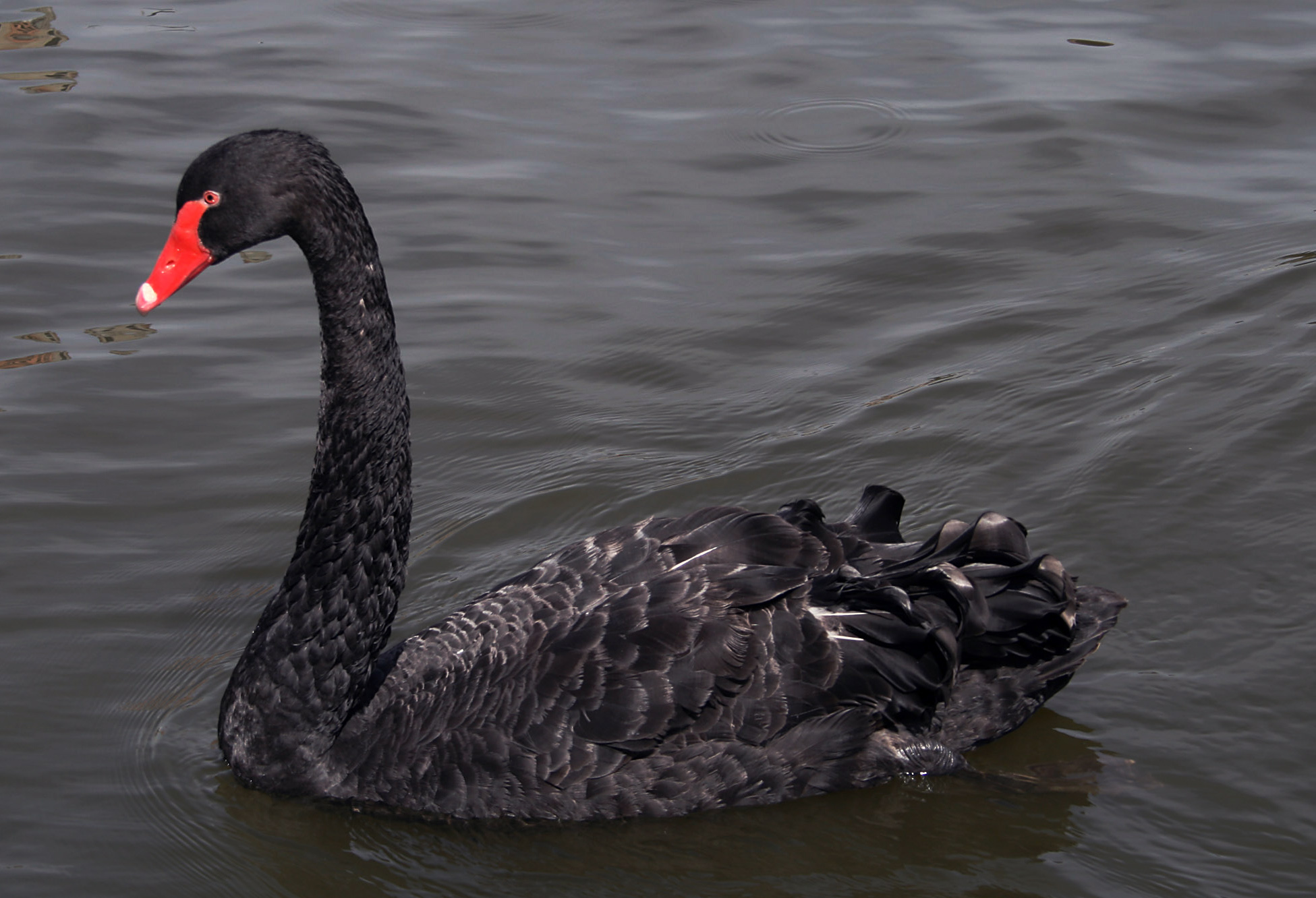 La costellazione del cigno nero