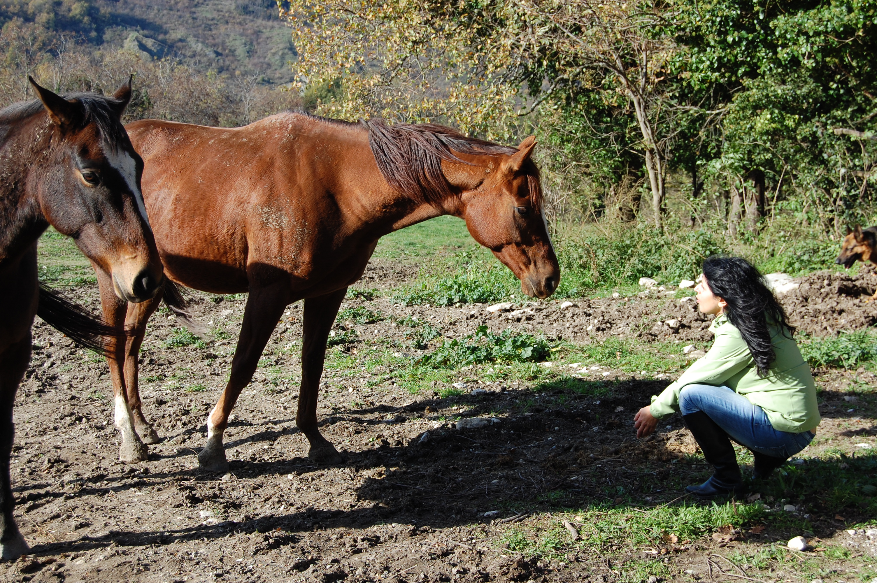 Intervista a Nadia Zurlo dell’Area Equidi della Lav