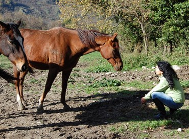 Intervista a Nadia Zurlo dell’Area Equidi della Lav