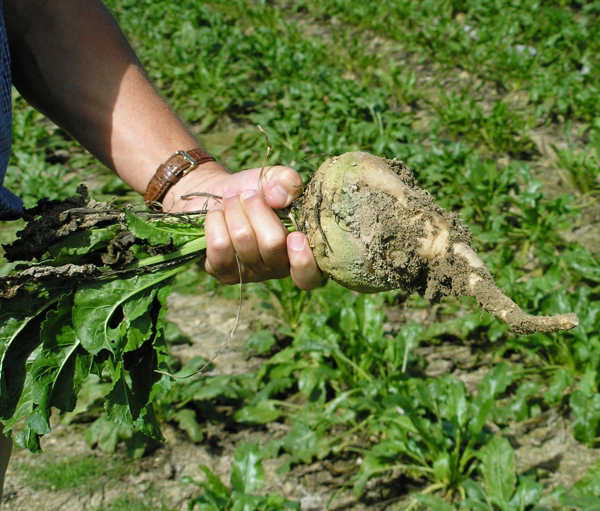 Rilanciare la coltura della barbabietola italiana