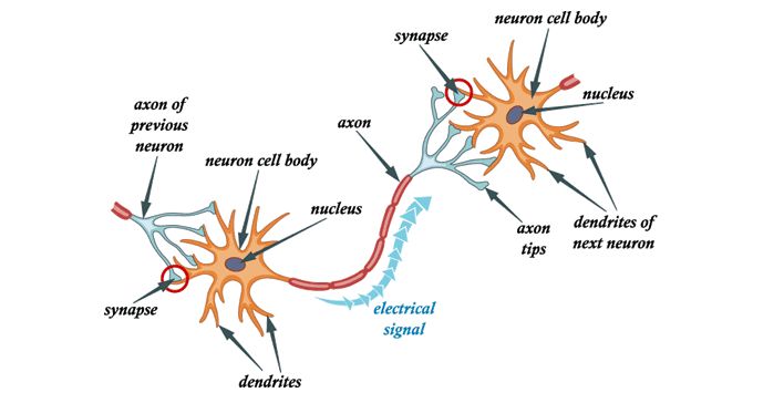 Apprendimento e ricordi: i neuroni si assemblano e giocano