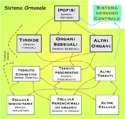 Sistema endocrino, cervello e risposte immunitarie