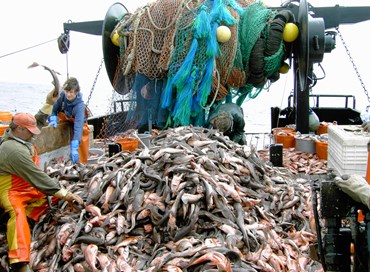 Ripensare la pesca nel Mediterraneo