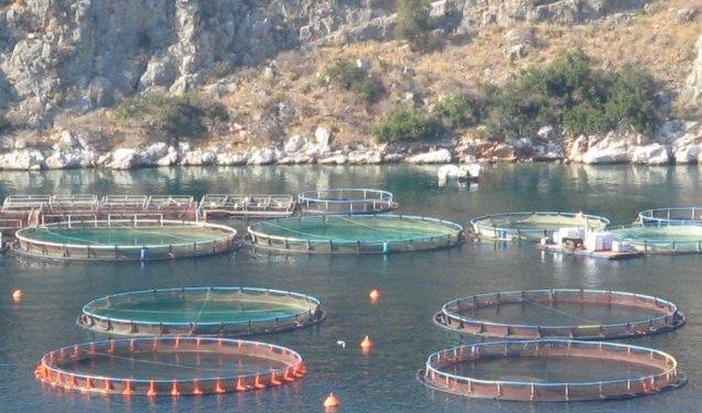 La diffusione dell’acquacoltura in Italia e al Meridione 