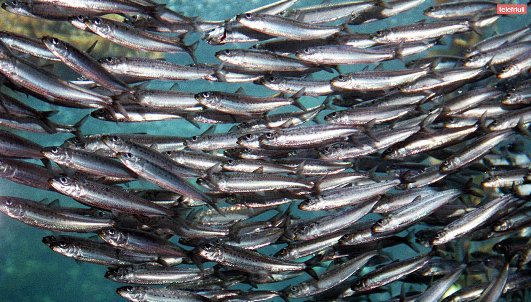 L’eterna ansia del nuovo