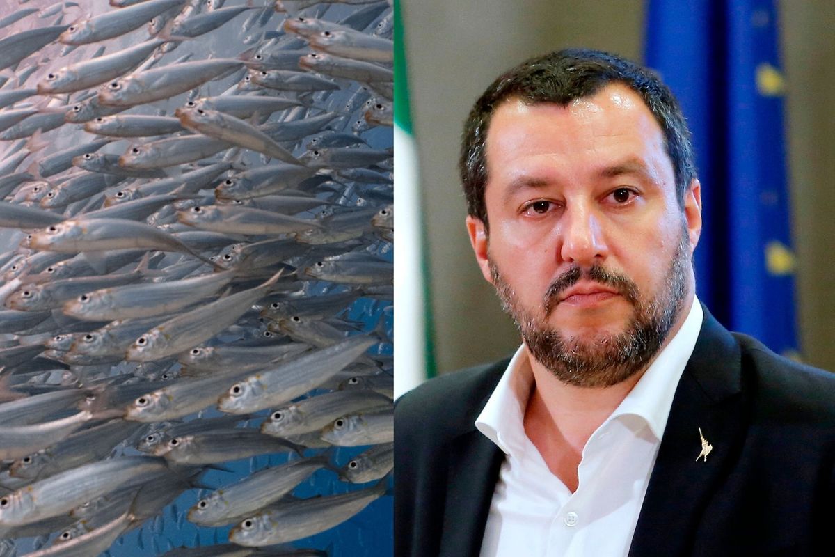 Non sottovalutare le “Sardine”