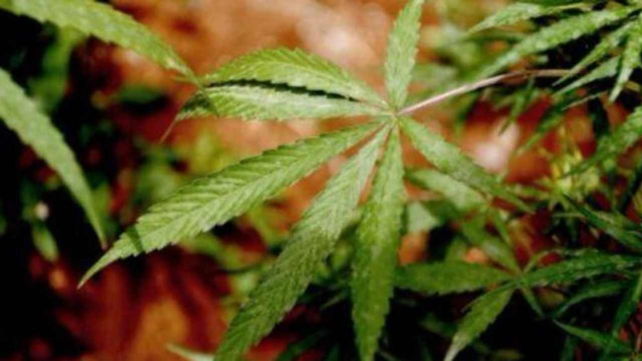Cannabis light: quando lo stato di diritto va in fumo