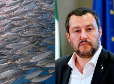 Sardine e giravolte