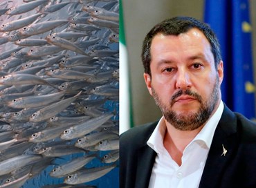 Sardine indigeste