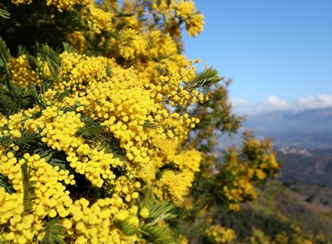 8 marzo. Perché la mimosa?
