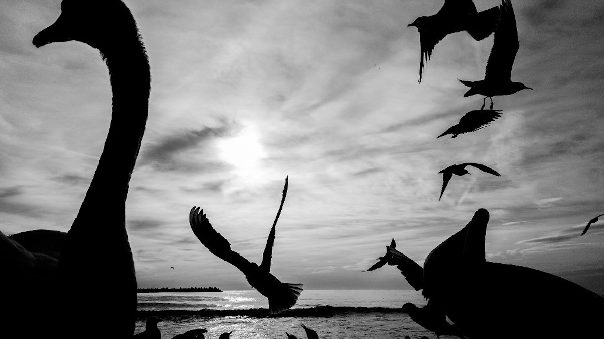 I cigni neri e il bluff delle convergenze politiche