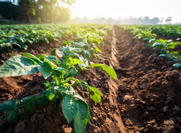 L’agricoltura ai tempi del Coronavirus: soluzioni per il lavoro