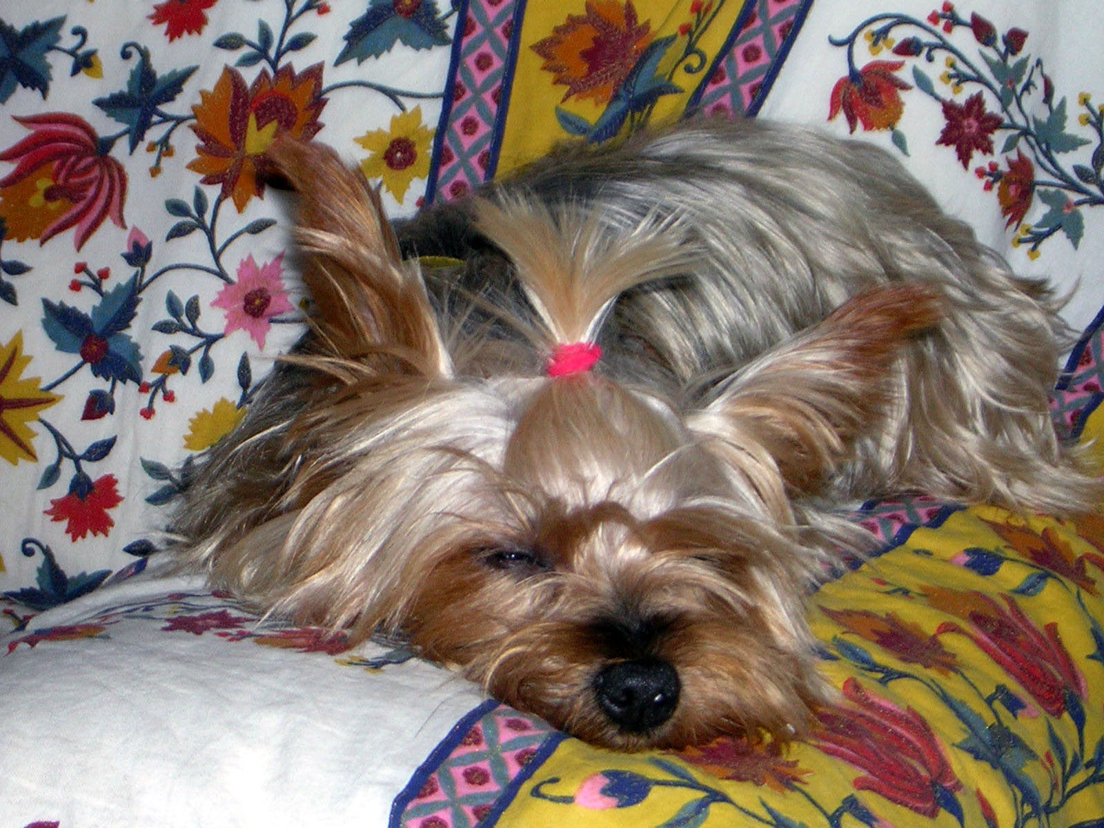 “L’Opinione risponde”, gli animali e il coronavirus