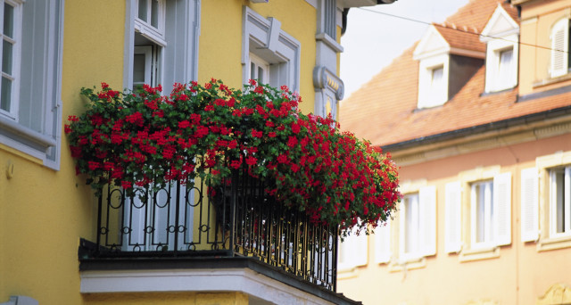 “L’Opinione risponde”: piante, condominio e guai