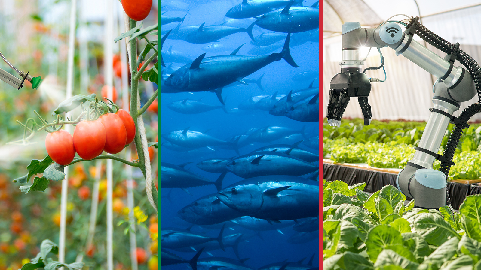 L’innovazione tecnologica e le sfide dell’acquacoltura