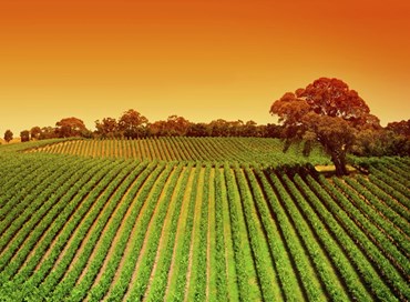 Un modello agricolo europeo tra sostenibilità e tracciabilità