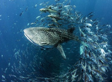 La Giornata mondiale degli Oceani per riflettere sul futuro dei nostri mari