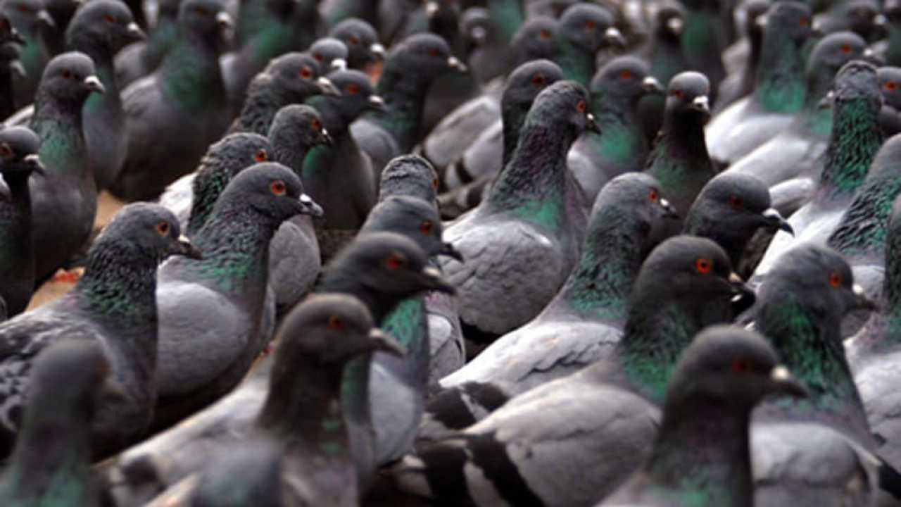 I piccioni ed il revisionismo talebano e maoista