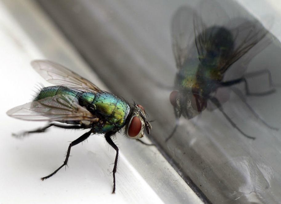 La mosca nel barattolo