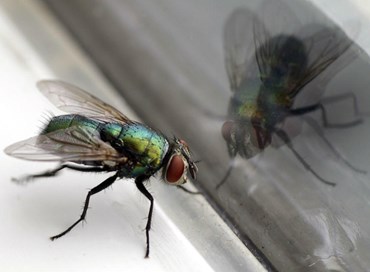 La mosca nel barattolo