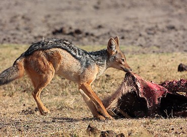 La dignità di Carminati e l’indegnità degli sciacalli