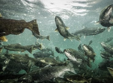 La Cina e le fake news sul salmone della Norvegia