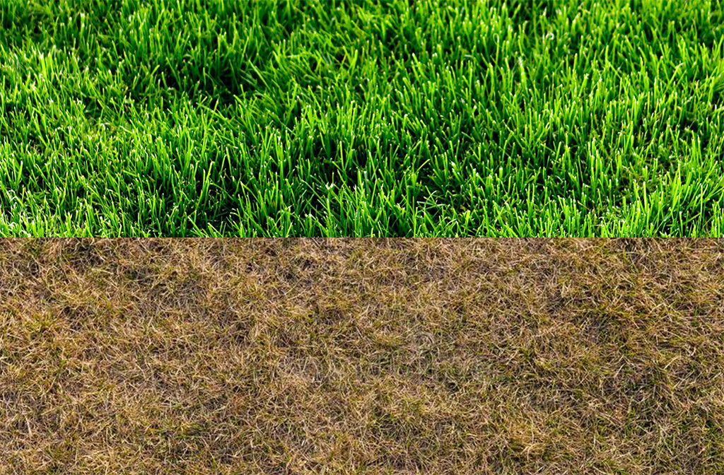 Taglio dei parlamentari: l’erba del vicino è sempre più verde