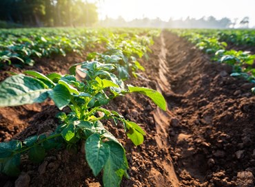 Agricoltura: 38,7 mld all’Italia dall’Ue