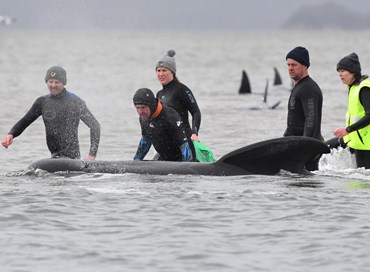 Strage di balene in Tasmania