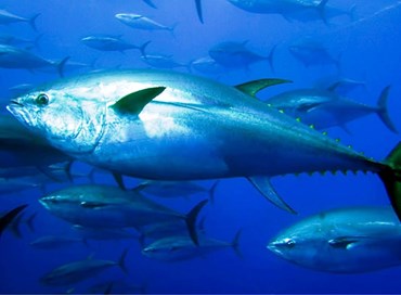 La pesca e la blue economy tra sostenibilità e formazione digitale