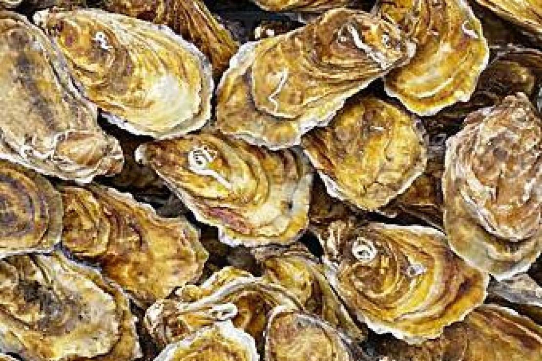 Qualità dei prodotti ittici: certificazioni e marchi territoriali