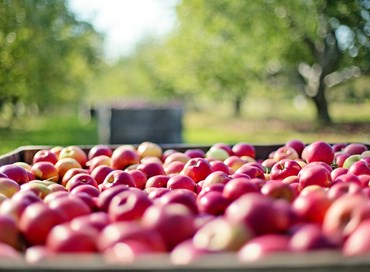 Lo studio di Deloitte sui fondi europei dedicati all’innovazione del settore agrifood