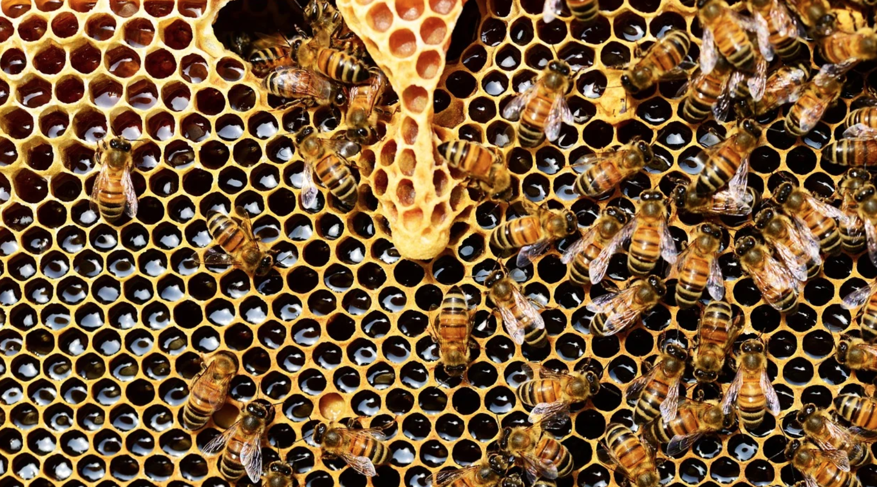 Le forme della natura manifestano il codice del nostro Universo