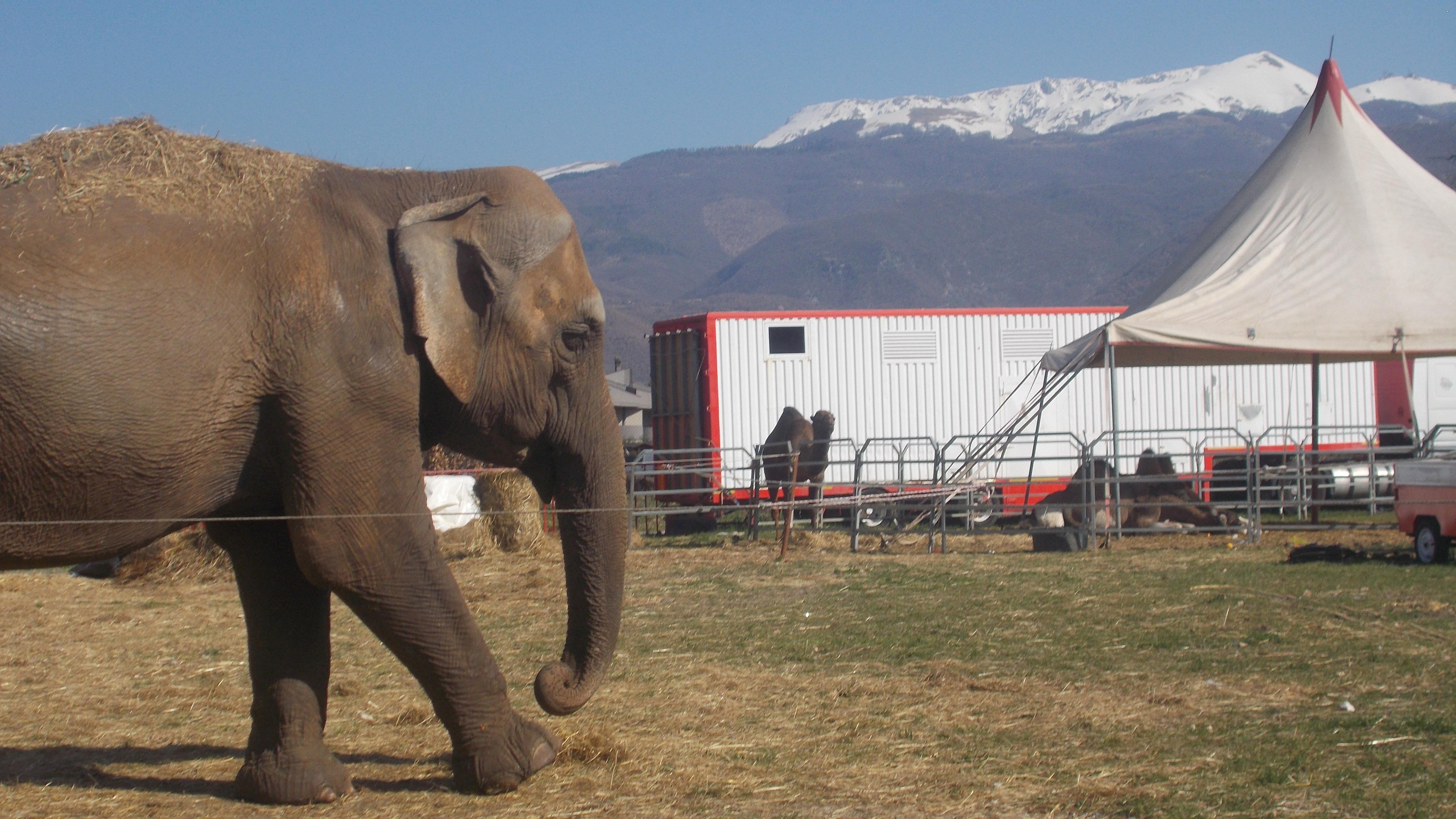 Rieti: il circo bloccato
