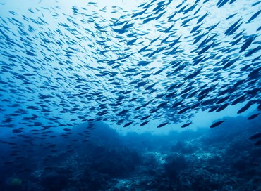 La fiera virtuale del mondo ittico
