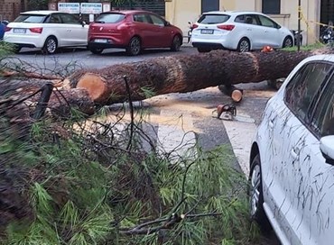 A Roma piovono pini